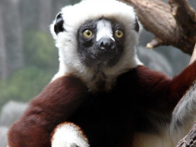 Смотреть фото Сифака Кокереля Фото Сифака Кокереля