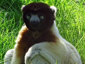 Смотреть фото Венценосный сифака Фото Венценосный сифака