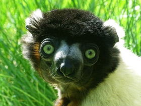 Смотреть фото Венценосный сифака Фото Венценосный сифака