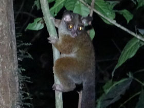 Смотреть фото Галаго Аллена Фото Галаго Аллена