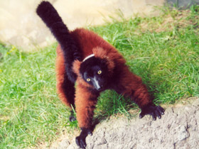 Фото Рыжий вари