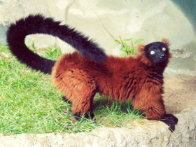 Фото Рыжий вари