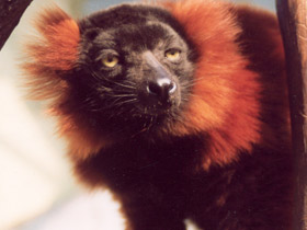 Фото Рыжий вари