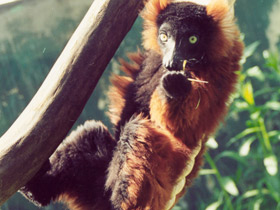 Фото Рыжий вари