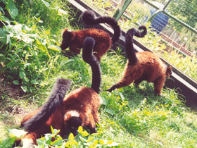 Фото Рыжий вари