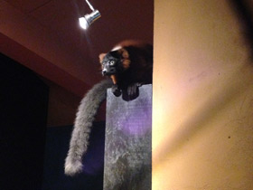 Фото Рыжий вари