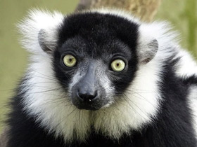 Смотреть фото Лемур вари Фото Лемур вари