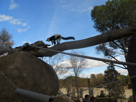 Смотреть фото Лемур вари Фото Лемур вари