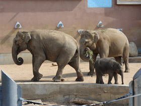 Фото Индийский слон
