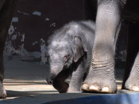Фото Индийский слон
