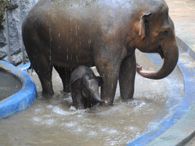 Фото Индийский слон