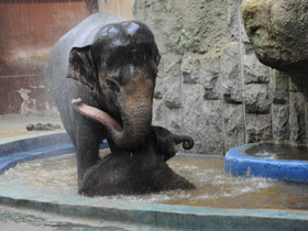 Фото Индийский слон