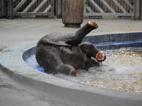 Фото Индийский слон