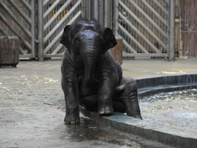 Фото Индийский слон