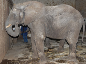 Смотреть фото Африканский слон Фото Африканский слон