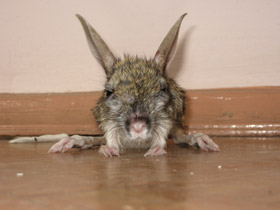 Фото Большой тушканчик