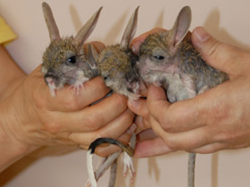 Фото Большой тушканчик