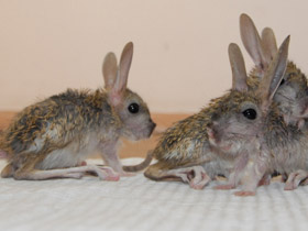 Фото Большой тушканчик