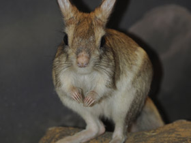 Фото Большой тушканчик