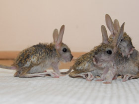 Фото Большой тушканчик