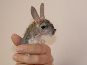 Фото Большой тушканчик