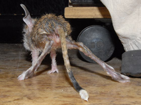 Фото Большой тушканчик