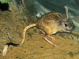 Фото Большой тушканчик