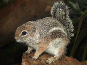 Фото Антилоповый суслик