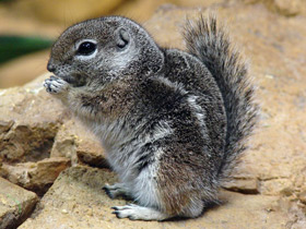 Фото Антилоповый суслик