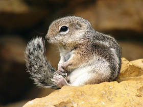 Фото Антилоповый суслик