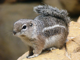 Фото Антилоповый суслик