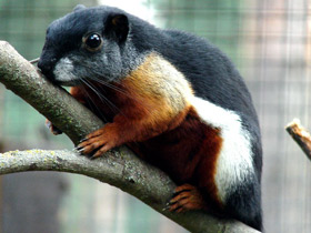 Смотреть фото Белка Превоста Фото Белка Превоста