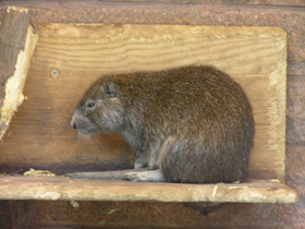 Фото Кубинская хутия