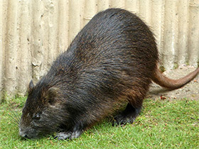 Фото Кубинская хутия