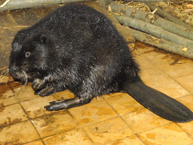 Смотреть фото Бобр Фото Бобр