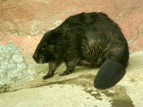 Смотреть фото Бобр Фото Бобр