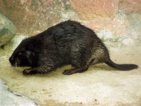 Смотреть фото Бобр Фото Бобр