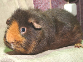 Фото Морская свинка