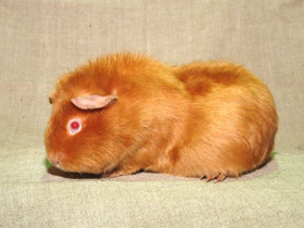 Фото Морская свинка