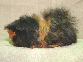 Фото Морская свинка