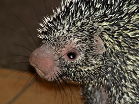 Смотреть фото Цепкохвостый дикобраз Фото Цепкохвостый дикобраз