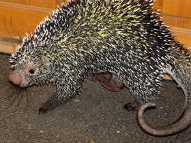 Смотреть фото Цепкохвостый дикобраз Фото Цепкохвостый дикобраз