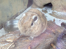 Смотреть фото Гунди Фото Гунди