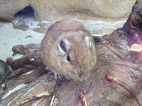 Смотреть фото Гунди Фото Гунди