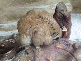 Смотреть фото Гунди Фото Гунди