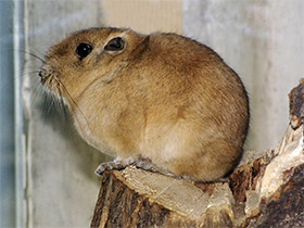 Смотреть фото Гунди Фото Гунди