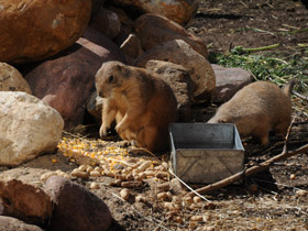 Смотреть фото Чернохвостая луговая собачка Фото Чернохвостая луговая собачка