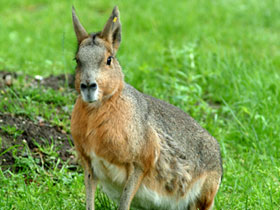 Смотреть фото Патагонская мара Фото Патагонская мара