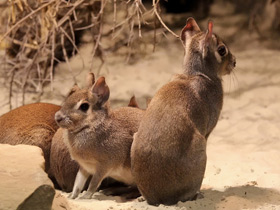 Фото Чакоанская мара