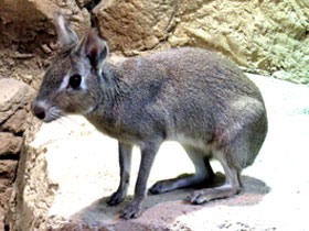 Фото Чакоанская мара